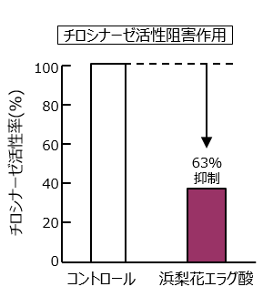 高浸透ハマナス花エラグ酸 株式会社サティス製薬 高浸透ハマナス花エラグ酸 株式会社サティス製薬