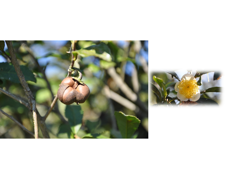 北限茶実の洗浄エキス | 株式会社サティス製薬